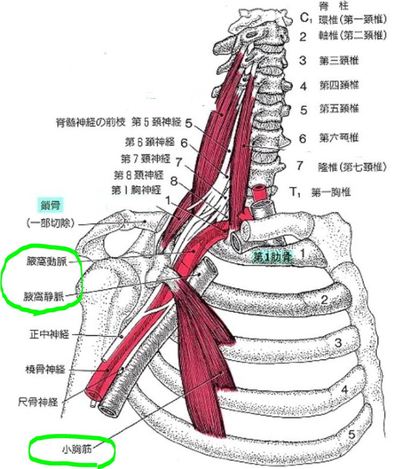 小胸筋と腋窩動静脈.JPG