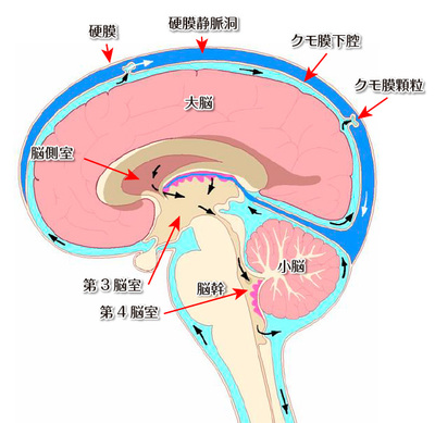 脳脊髄液.jpg